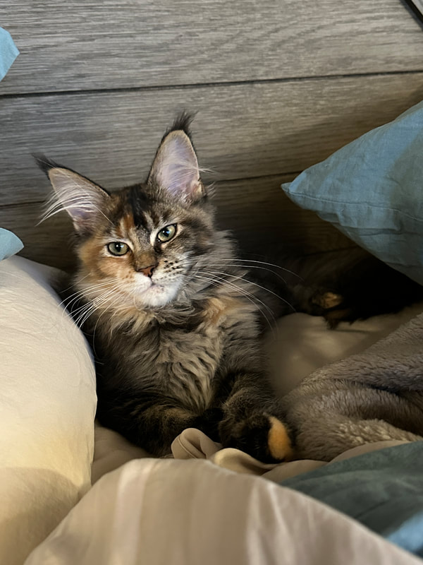 Maine Coons - WRINKLES & ROPE FRENCH BULLDOGS